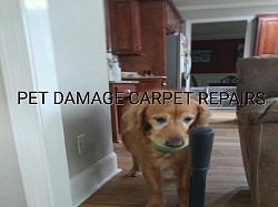 Dogs are doing whats natural to them when they dig at and damage carpet