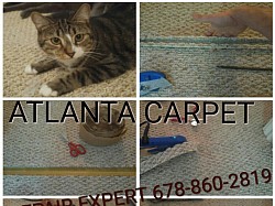 Even cats will damage carpet