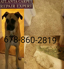 Dog damaged carpet in doorway repaired