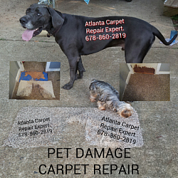 Atlanta Carpet Repair Expert Pet Damage Carpet Repair Service