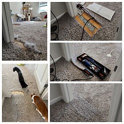 Cats are doing whats natural to them when they dig at and damage your carpet